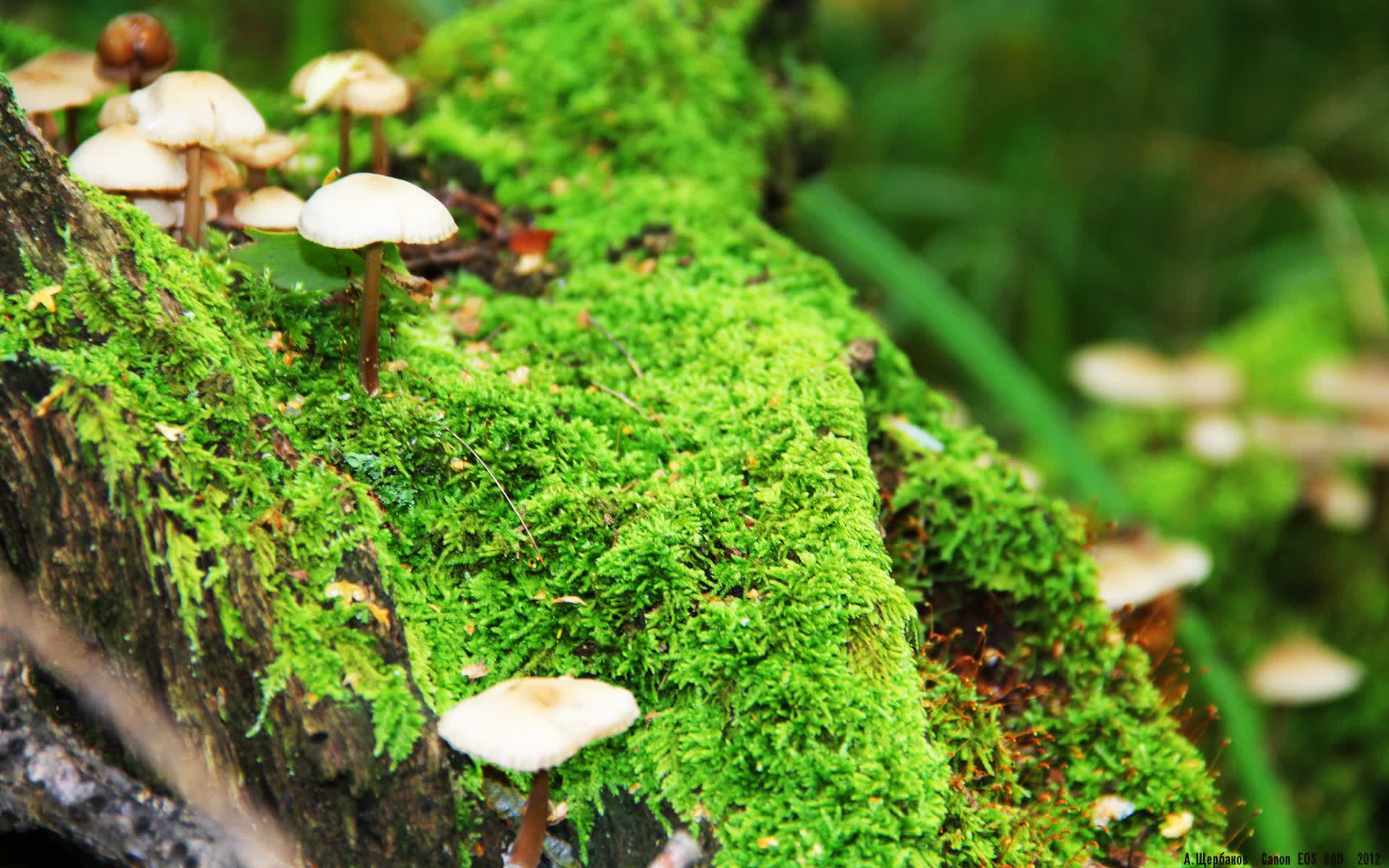 世界登山青年导师生态保护长期项目获社会企业资助,世界登山协会